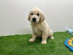 Golden Retriever pups, Golden retriever, België, 8 tot 15 weken, CDV (hondenziekte)