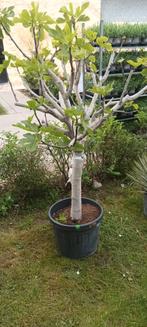 Prachtige vijgenbomen!, Ophalen of Verzenden