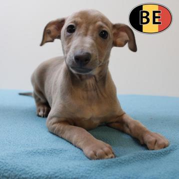 Italiaanse Windhond - Elegante Belgish pups te koop beschikbaar voor biedingen