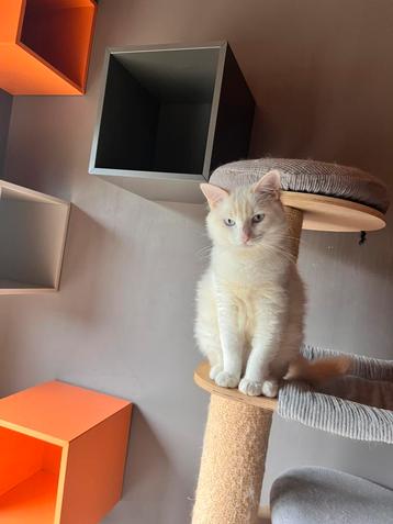 red point katertjes, Chat, Vermifugé, 0 à 2 ans