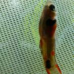 Edlyr guppy, Dieren en Toebehoren