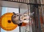 2 sinai stekelmuizen, Dieren en Toebehoren, Knaagdieren, Februari, Muis, Mannelijk, Tam