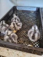 Australische casarca.s  kuikens gezocht, Dieren en Toebehoren