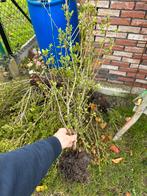 Ilex Crenata Japanse Hulst haag, Ophalen