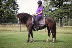 Prachtige Brave Welsh C merrie Drachtig., Dieren en Toebehoren, Merrie, Gechipt, Zadelmak, C pony (1.27m tot 1.37m)
