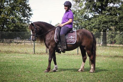 Prachtige Brave Welsh C merrie Drachtig., Dieren en Toebehoren, Pony's, Merrie, Zadelmak, C pony (1.27m tot 1.37m), 7 tot 10 jaar