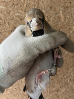 Europese appelvink 2020, Vrouwelijk, Wildzangvogel, Geringd