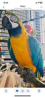 Blauw-gele ara, Dieren en Toebehoren, Mannelijk, Geringd