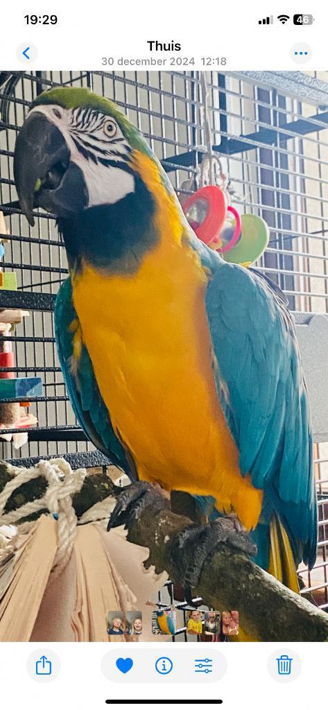 Blauw-gele ara, Animaux & Accessoires, Oiseaux | Perruches & Perroquets, Mâle, Bagué