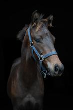 Prachtig Hengstveulen 2024 - Vitalos FRH x Glamourdale, Cheval de dressage, 0 à 2 ans, Non dressé, Vermifugé