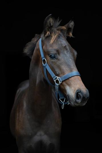 Prachtig Hengstveulen 2024 - Vitalos FRH x Glamourdale  disponible aux enchères