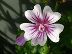 Graines de mauve, Malva Sylvestris, Graine, Envoi