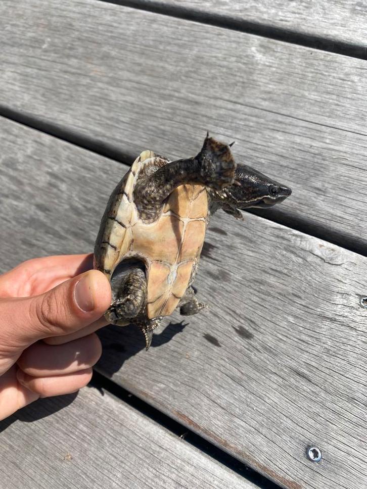 2 Muskusschildpadden – ongeveer 20 cm (vrouwtjes), Dieren en Toebehoren, Reptielen en Amfibieën