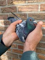 Doffer 2025, Dieren en Toebehoren, Vogels | Duiven, Mannelijk, Postduif