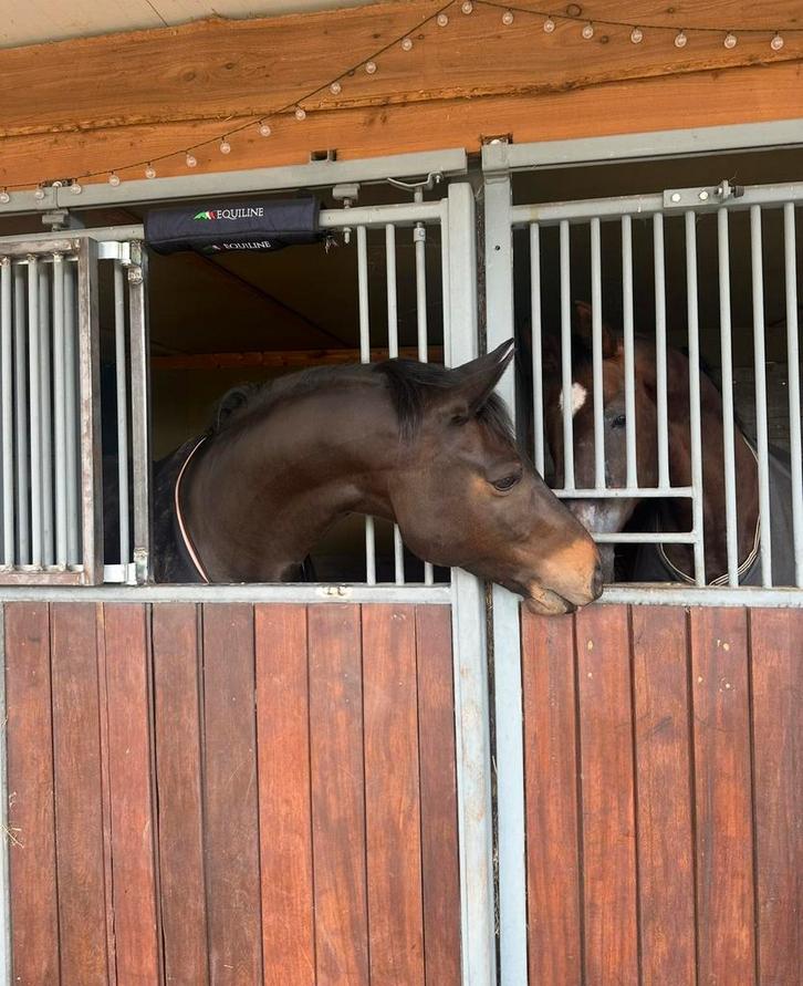 Stalling gezocht, Dieren en Toebehoren, Stalling en Weidegang, Stalling