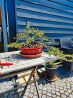 startplant bonsai coteneaster, Ophalen