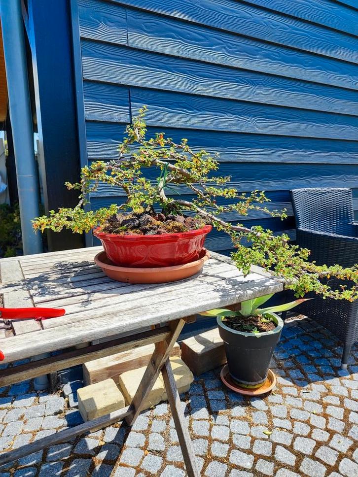 plante de démarrage bonsaï coteneaster, Jardin & Terrasse, Plantes | Arbres, Enlèvement