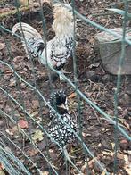 1 kip en 1 haan, Dieren en Toebehoren, Kip