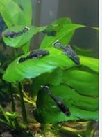 Ancistrus zwart 2 cm, Dieren en Toebehoren