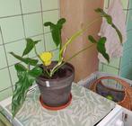 PHILODENDRON MEXICANUM plante verte interieur, Ophalen, Overige soorten, Halfschaduw, Minder dan 100 cm