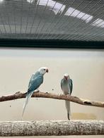 Koppel halsbandparkieten, Dieren en Toebehoren