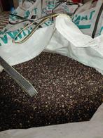 Zwarte mais gedroogd, Dieren en Toebehoren, Overige Dieren, September, Geslacht onbekend