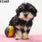 Bichon Havanais - chiots Belges à vendre, Animaux & Accessoires, Commerçant, Autres races, 8 à 15 semaines, Plusieurs