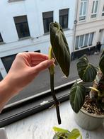Philodendron Melanochrysum stekjes, Huis en Inrichting, Kamerplanten, Ophalen, Overige soorten, Halfschaduw, Minder dan 100 cm