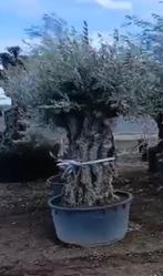 Olijfboom bonsai dubbele kop, Volle zon, Ophalen of Verzenden, 100 tot 250 cm, Olijfboom