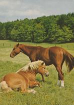 PAARDEN   + Mooie postzegel !, Verzamelen, Postkaarten | Dieren, Paard, Gelopen, Verzenden, 1980 tot heden