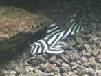 L046 te koop (hypancistrus zebra), Vis, Zoetwatervis