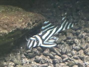 L046 te koop (hypancistrus zebra) beschikbaar voor biedingen