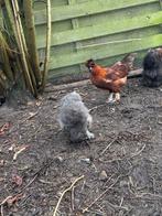 Bruine Paduahaantjes, Dieren en Toebehoren, Pluimvee, Mannelijk, Kip