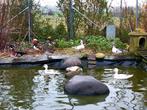 Gezocht: Siereenden en sierganzen kuikens, Dieren en Toebehoren