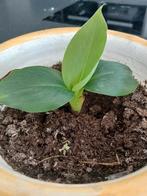 Mooi banaan boompje, Huis en Inrichting, Kamerplanten, Ophalen, Overige soorten, Halfschaduw, In pot
