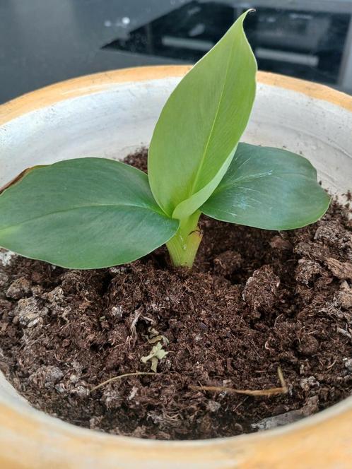 Mooi banaan boompje, Huis en Inrichting, Kamerplanten, Overige soorten, Minder dan 100 cm, Groene kamerplant, Halfschaduw, In pot