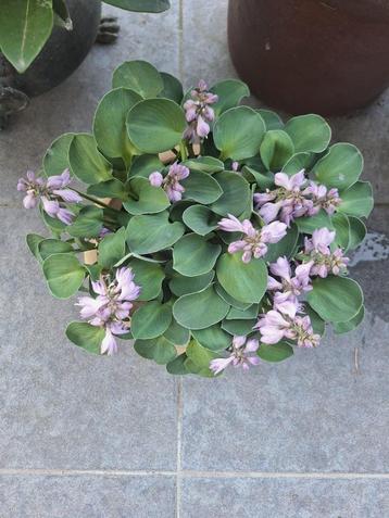 Hosta Blue Mouse Ears en andere mini hosta's beschikbaar voor biedingen