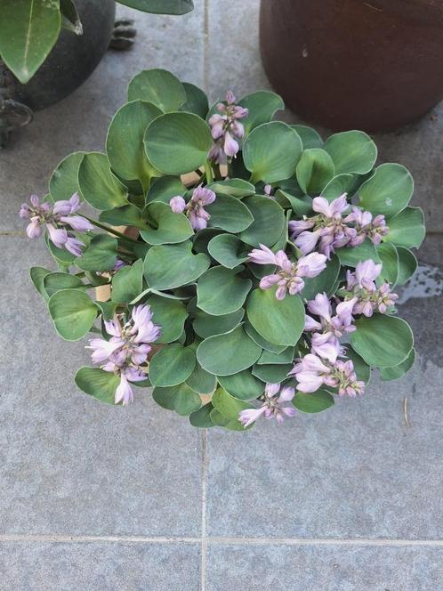 Hosta Blue Mouse Ears en andere mini hosta's, Tuin en Terras, Planten | Tuinplanten, Vaste plant, Overige soorten, Halfschaduw
