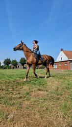 Merrie bomproof, Dieren en Toebehoren, Merrie