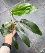 Philodendron 69686, Ophalen of Verzenden
