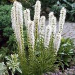 3  liatris  spicata  weiss in 1,5 literpot, Tuin en Terras, Ophalen, Vaste plant