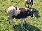 Jonge baggerbondt-mannetjes uit de maand maart., Dieren en Toebehoren, Schapen, Geiten en Varkens