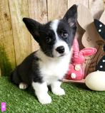 Welsh Corgi Cardigan pups Belgisch, Dieren en Toebehoren, CDV (hondenziekte), Meerdere, 8 tot 15 weken, Meerdere dieren