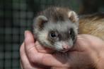 jonge micro fretjes, Dieren en Toebehoren, Overige Dieren, Juni, Meerdere dieren