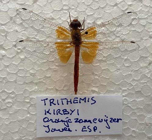 Libellen uit spanje, Verzamelen, Dierenverzamelingen, Zo goed als nieuw, Ophalen of Verzenden
