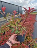 Photinia fraseri Red Robin, Ophalen of Verzenden, Struik