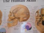 medische kaart : the human skull, Antiquités & Art, Curiosités & Brocante, Enlèvement ou Envoi