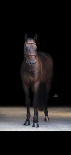 4 jarig springpaard, Ruin, Springpaard