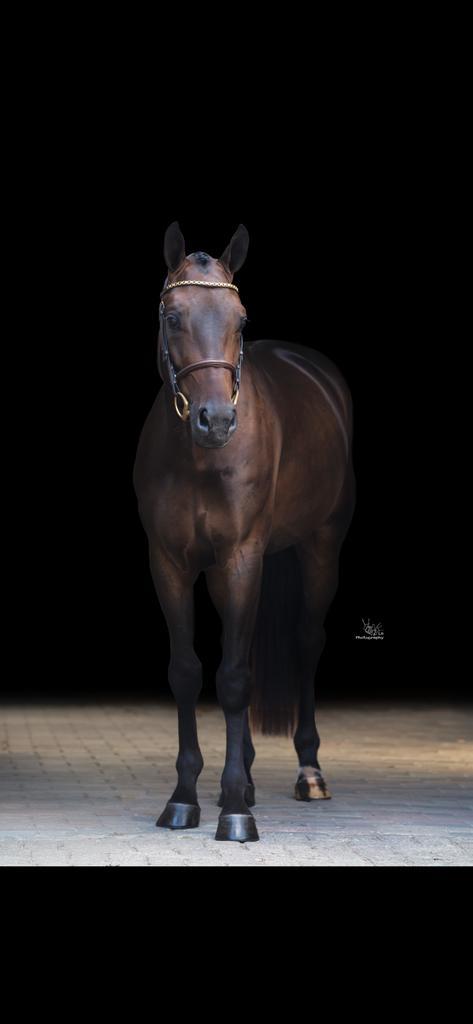4 jarig springpaard, Dieren en Toebehoren, Paarden, Ruin, Springpaard