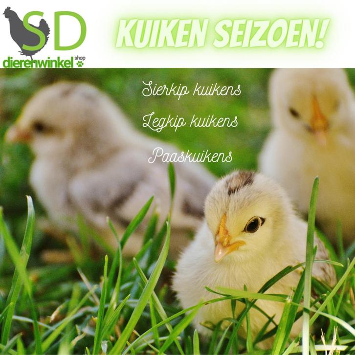 Kuikens kuikentjes paaskuikens NU BESCHIKBAAR, Animaux & Accessoires, Volatiles, Poule ou poulet, Femelle